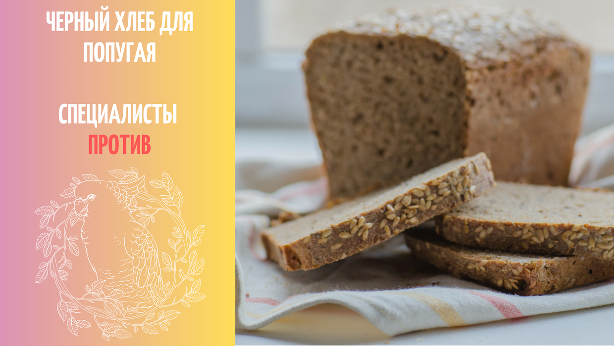 Можно давать хлеб. Кудрявый хлеб. хлеб волнистый. можно хлеб попугаям. можно давать попугаю хлеб.