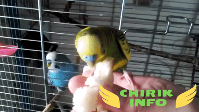 Кормить попугая хлебом - за и против