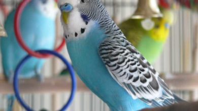 Photo of Как ухаживать за волнистым попугаем в домашних условиях