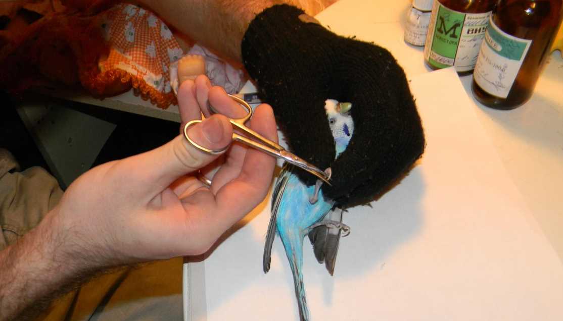 как подстричь когти попугаю корелла в домашних условиях