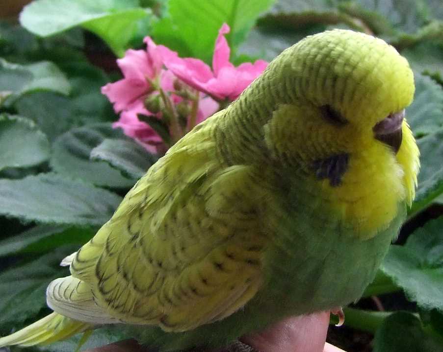 выставочный волнистый попугай