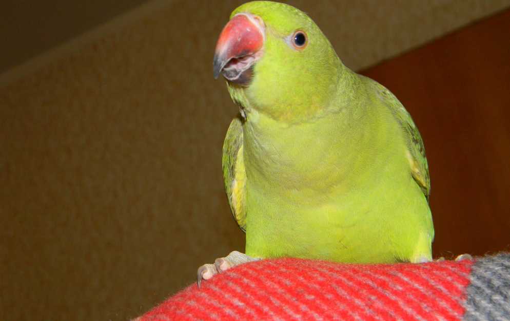 как научить ожерелового попугая разговаривать