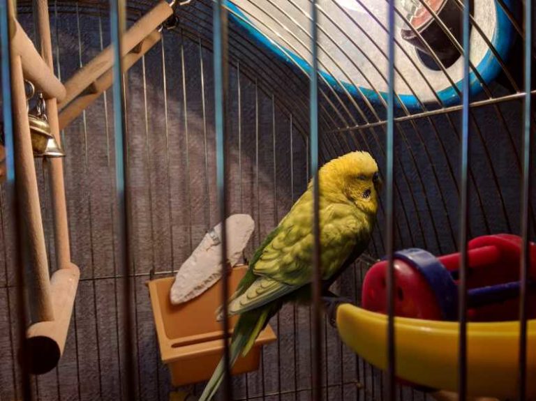 Большие наросты на клюве, но не клещ Форумы о попугаях