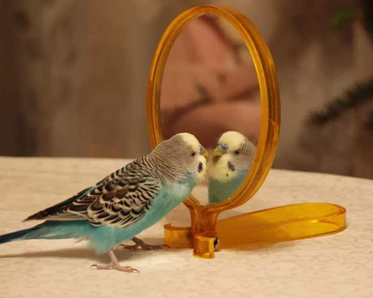 зачем попугаю зеркало в клетке