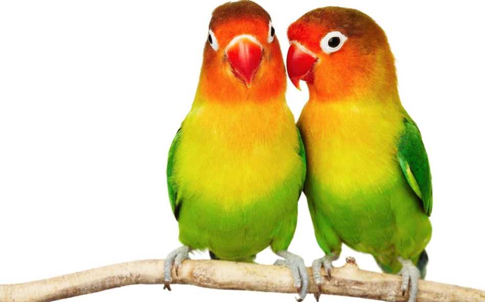 как определить возраст попугая неразлучника