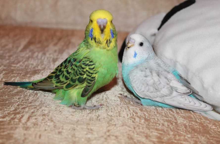 волнистый попугай уход и содержание в домашних условиях питание