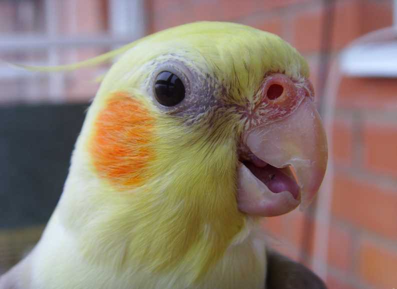 как определить пол попугая корелла