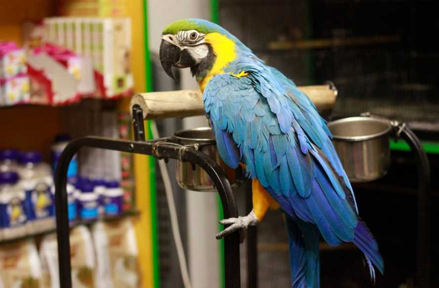 домашний ара попугай