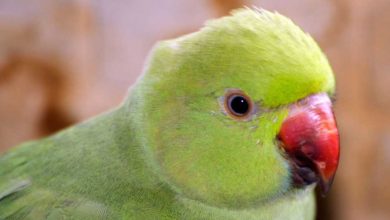Photo of Приручение ожерелового попугая