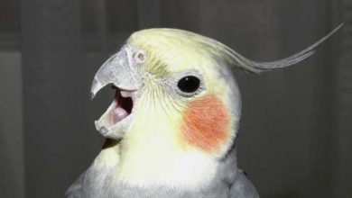 Photo of Может ли самка волнистого попугая нести яйца без самца