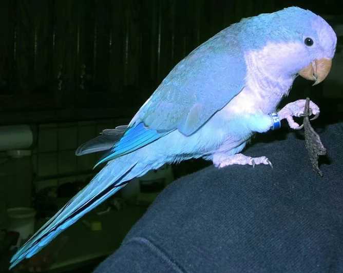 разведение ожереловых попугаев