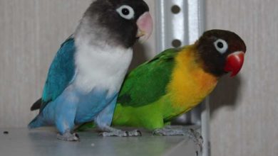 Photo of Как отличить мальчика от девочки — неразлучники попугаи