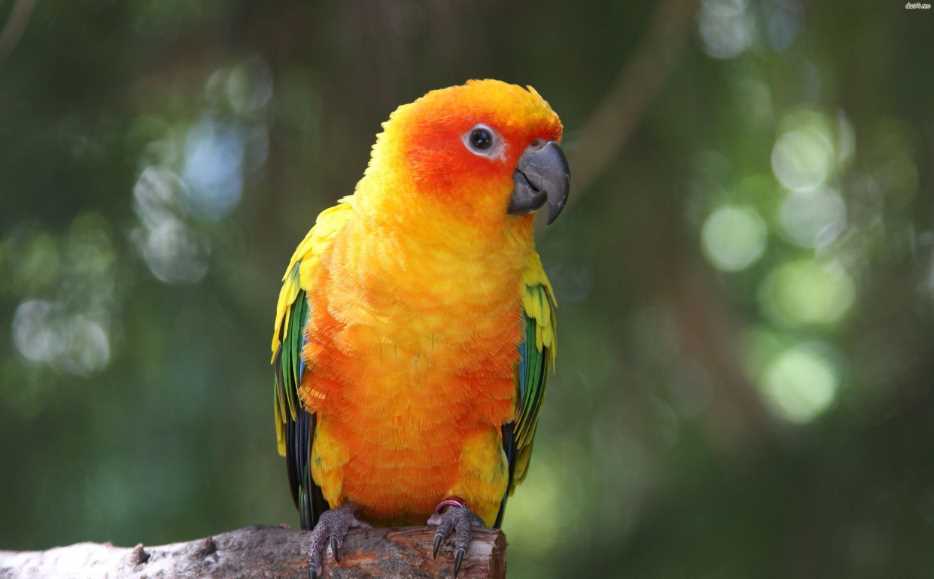 породы попугаев