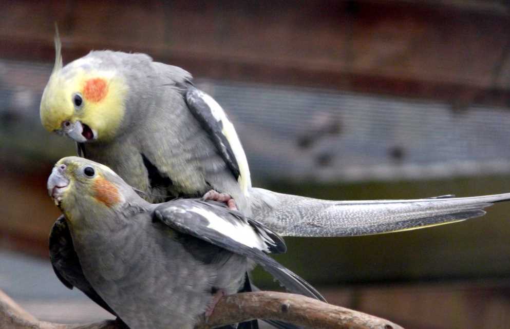 разведение попугай корелла