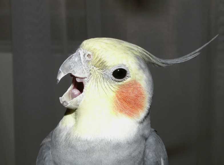 белый попугай с желтым хохолком