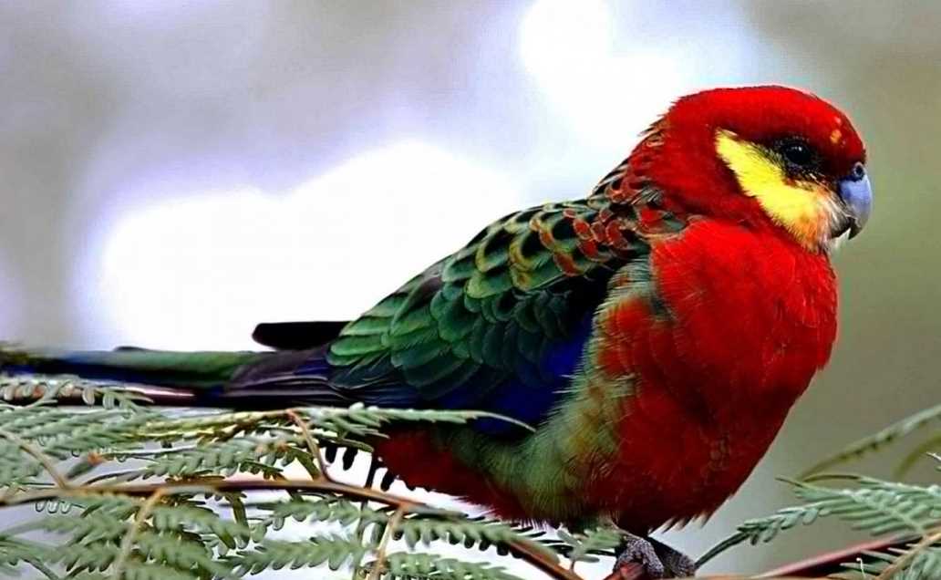 попугай розелла разговаривает или нет