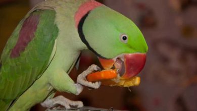 Photo of Ожереловый попугай — разведение вида