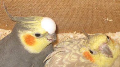 Photo of Попугай корелла размножение в домашних условиях