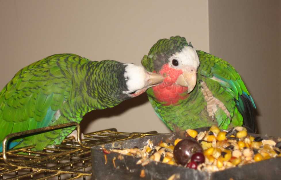 как разводить волнистых попугаев в домашних условиях
