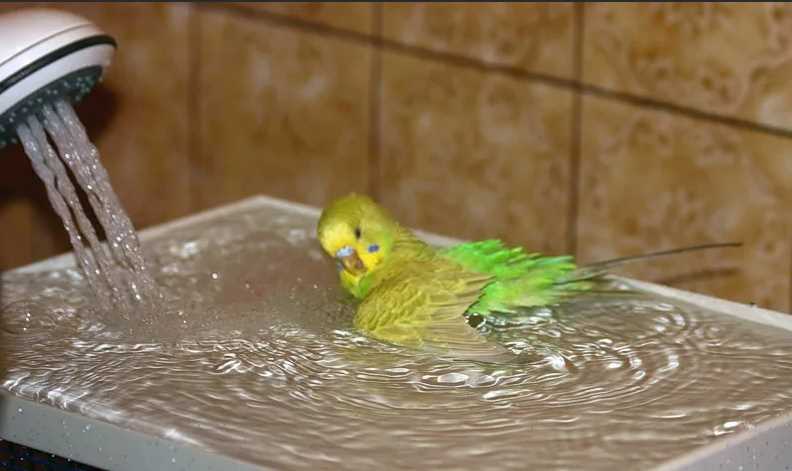 попугай не пьет воду из поилки