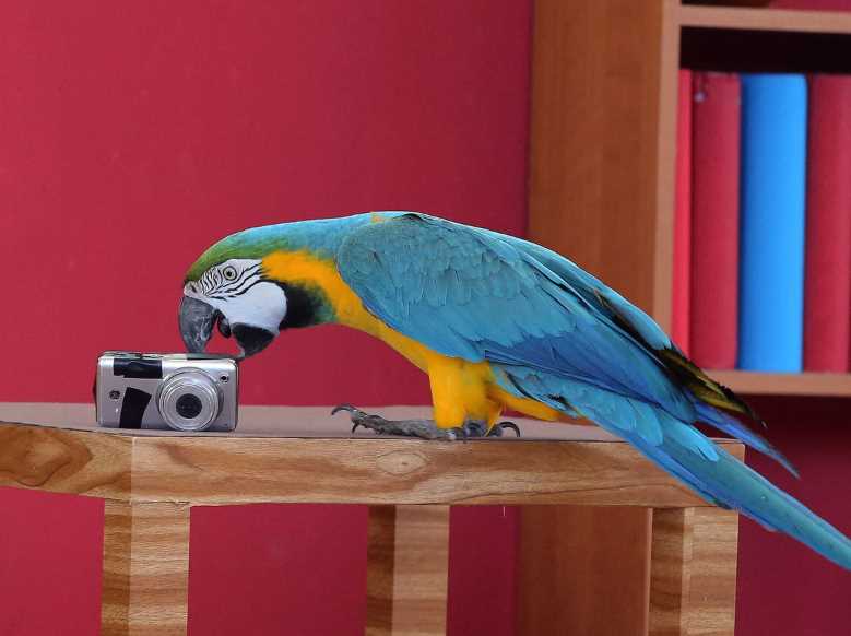 попугай в домашних условиях ара
