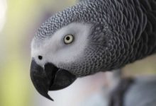 Photo of Попугай Жако
