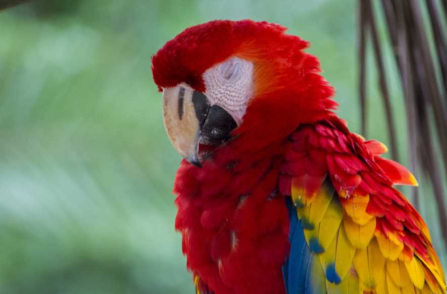 красный ара