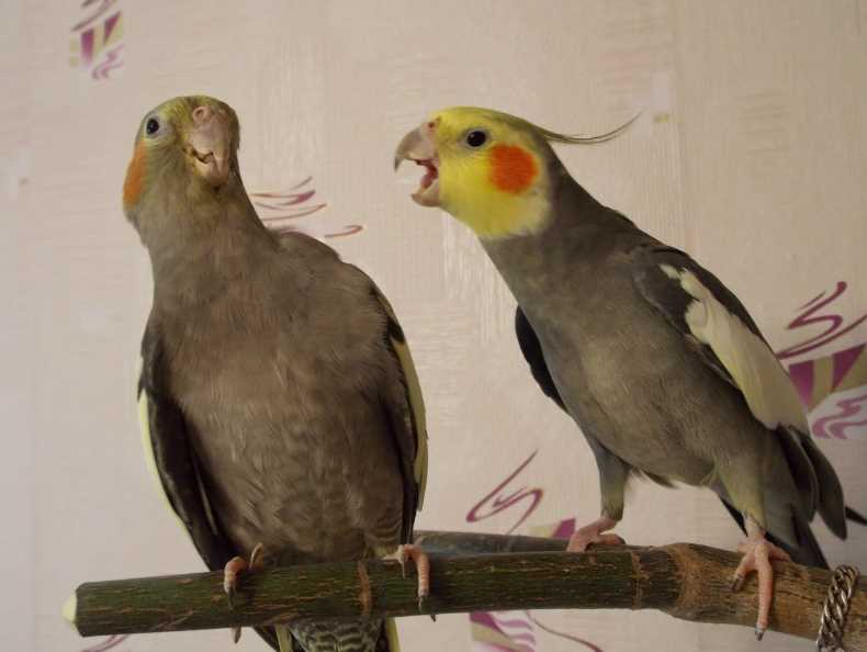 разведение волнистых попугаев