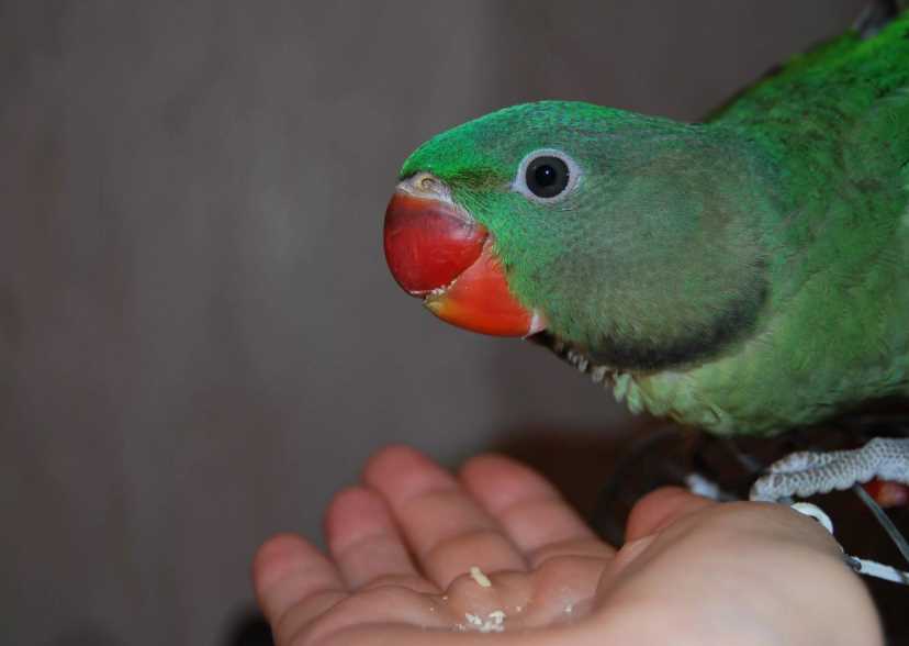 как приручать к рукам ожерелового попугая