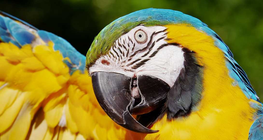 домашний попугай ара