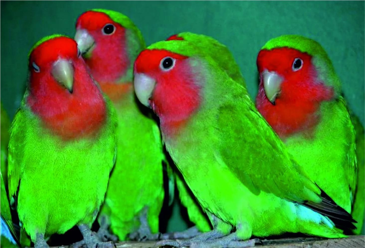 попугаи неразлучники описание