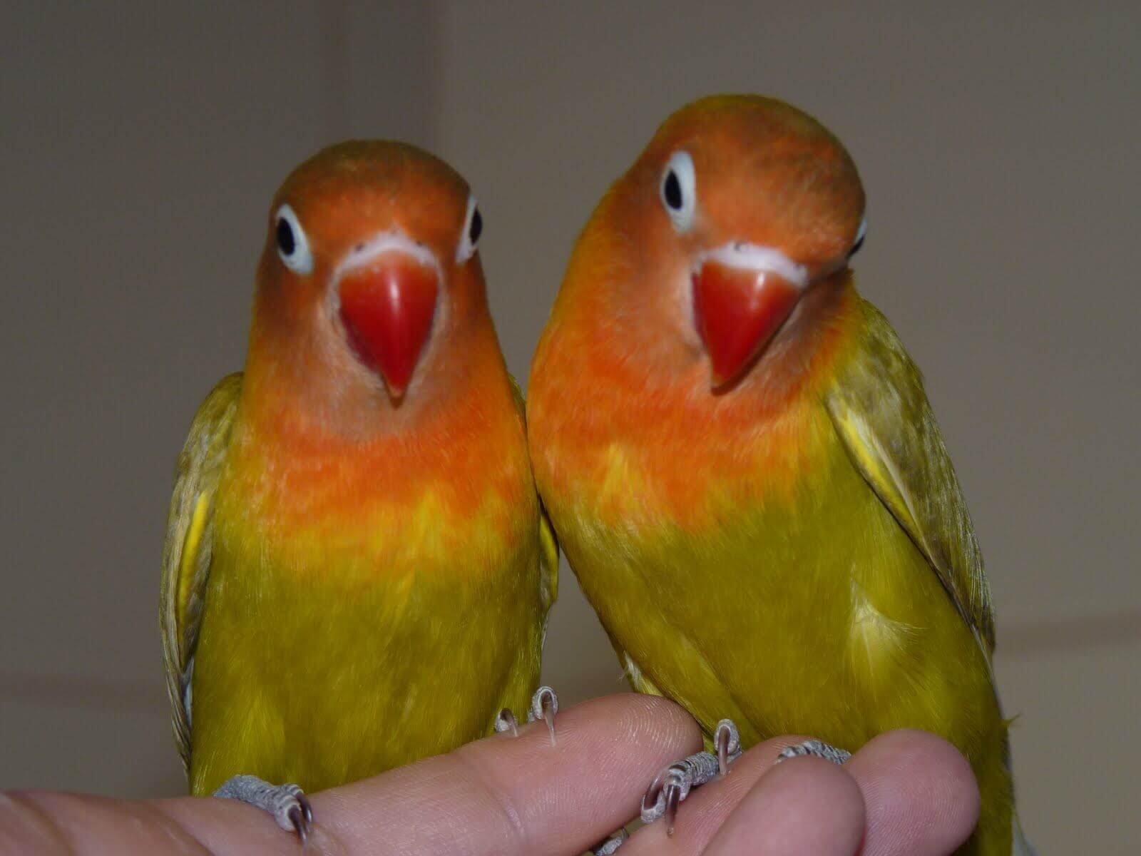 попугаи неразлучники размножение в домашних условиях