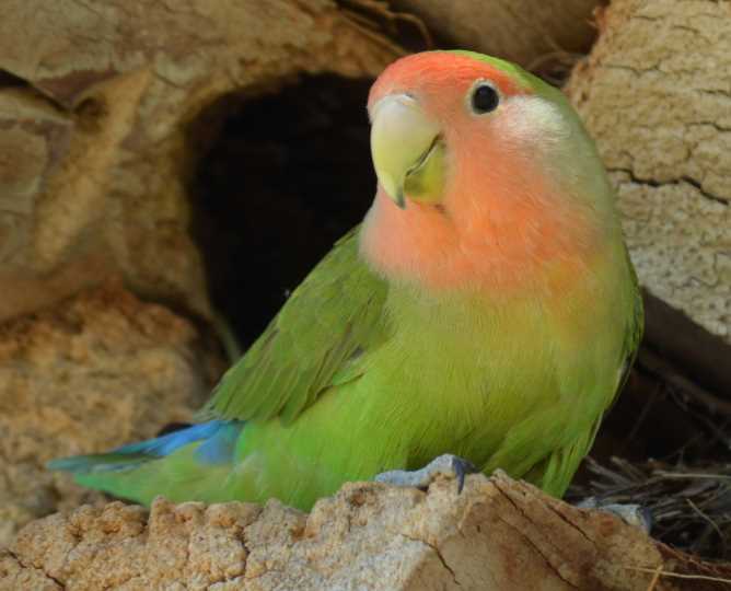 могут ли попугаи неразлучники жить по одному