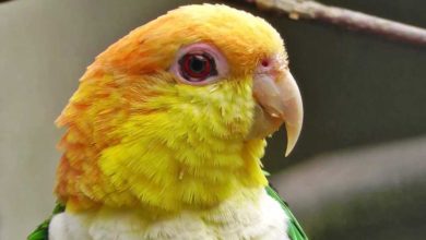 Photo of Черноголовый попугай Каик — описание вида