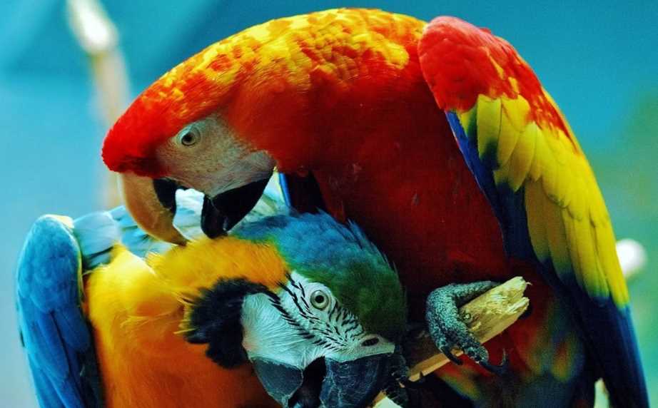 сколько в мире видов попугаев существует 