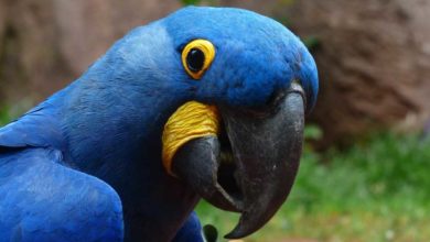 Photo of Синие попугаи ара
