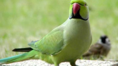 Photo of Ожереловый попугай описание птицы