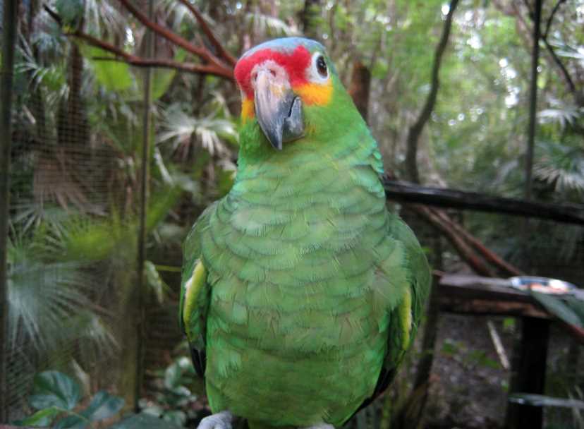 попугаи амазонские 