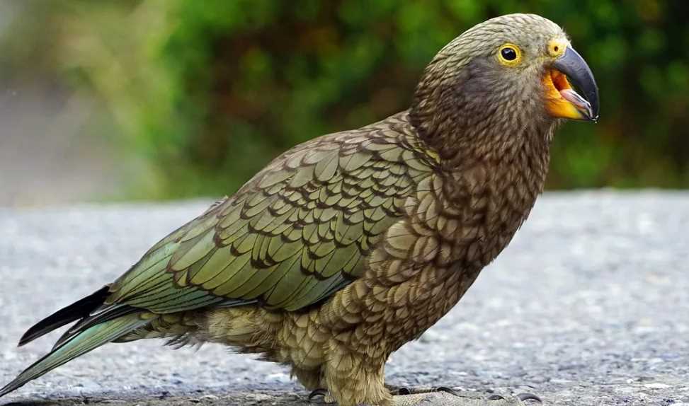 новозеландский попугай