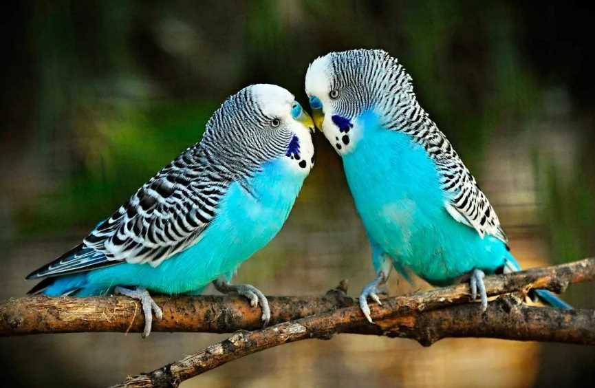 попугаев сколько видов существует в мире