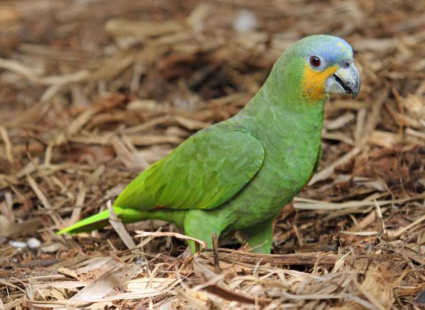 амазонский попугай 