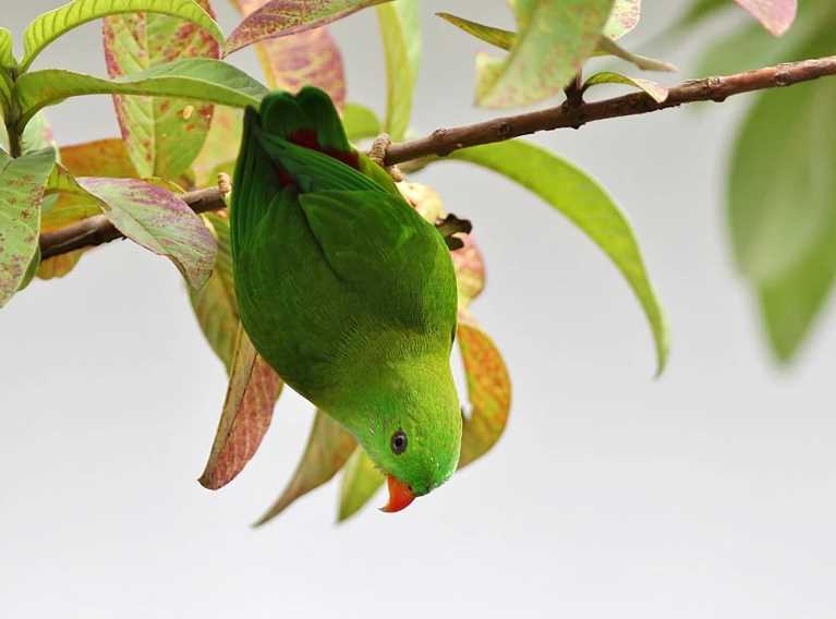 видов попугаев существует в мире сколько