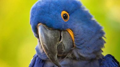 Photo of Серо голубой гиацинтовый ара