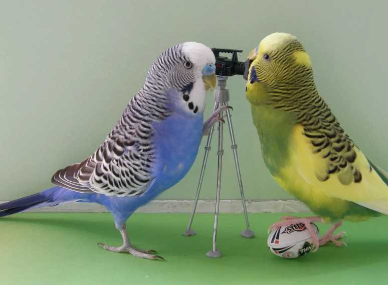 самые умные попугаи в мире