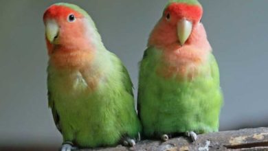 Photo of Сколько живут попугаи неразлучники