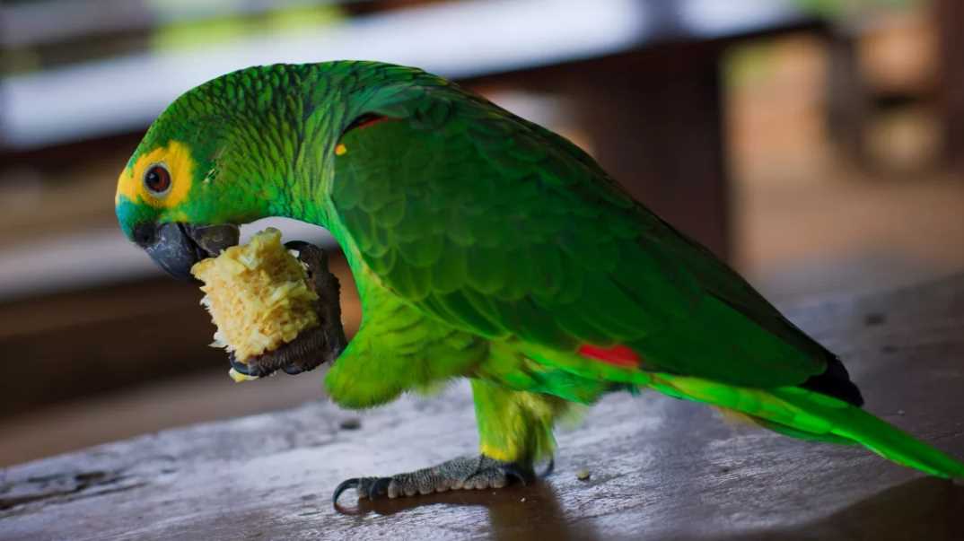 амазон попугай сколько живут дома