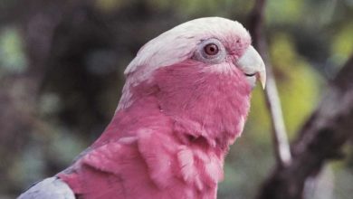 Photo of Попугай розовый какаду