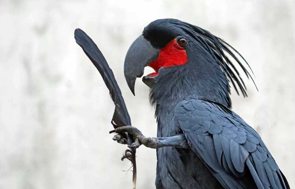 самый крупный попугай в мире его длина около метра