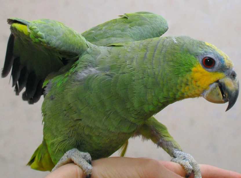 амазон попугай сколько живут