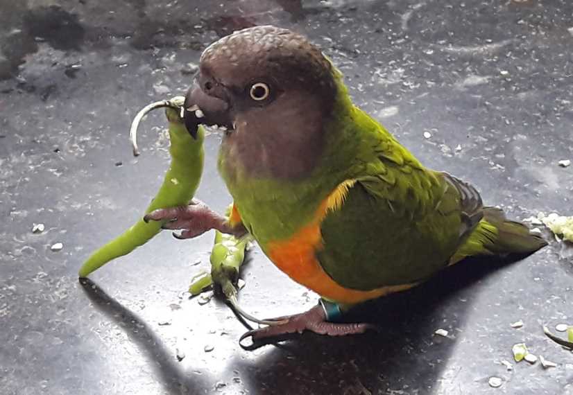 содержание дома сенегальский попугай 